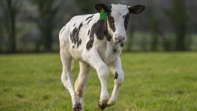 Photo of تغير المناخ يهدد كوكب الأرض.. هل تنقذه بقرة؟