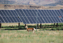 Photo of شركات الطاقة المتجددة بولاية أميركية قد تدفع تعويضات بسبب الحياة البرية