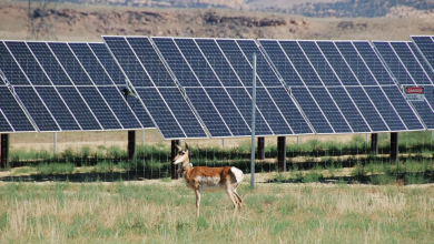 Photo of شركات الطاقة المتجددة بولاية أميركية قد تدفع تعويضات بسبب الحياة البرية