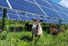 Photo of دمج مشروعات الطاقة الشمسية بالأنشطة الزراعية "سيف ذو حدّين" (تقرير)