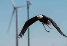 Photo of الطيور المهاجرة تتجنّب توربينات الرياح (دراسة)