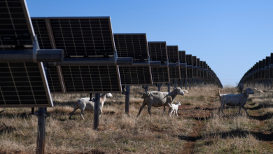 Photo of الطاقة الشمسية وتخزين الكهرباء بولاية تكساس تواجهان عراقيل فيدرالية (تقرير)
