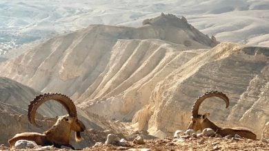 Photo of وادي الهيدروجين في صحراء النقب.. ماذا تعرف عن مشروع إسرائيل؟