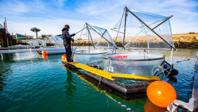 Photo of إزالة ثاني أكسيد الكربون من الغلاف الجوي.. ما دور المحيطات والبحار؟ (تقرير)