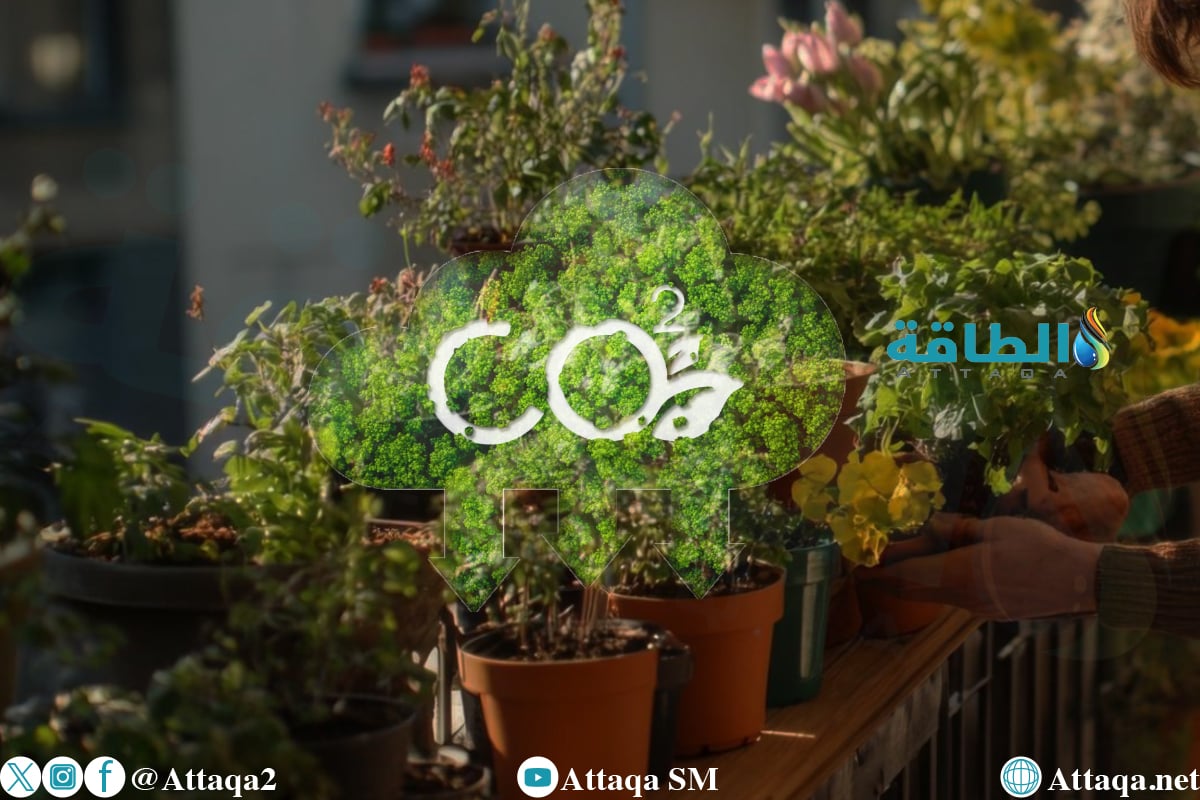دراسة تؤكد دور الزراعة بدون تربة في خفض الانبعاثات الكربونية