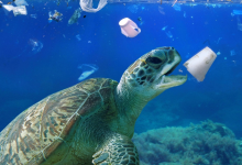 Photo of النفايات البلاستيكية.. خطر قاتل يهدد الطيور والثدييات والسلاحف البحرية (تقرير)