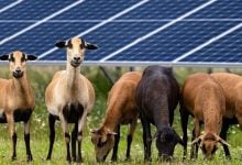 Photo of محطة طاقة شمسية تعادل 130 ملعب كرة قدم.. ما قصتها؟