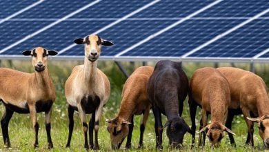 Photo of محطة طاقة شمسية تعادل 130 ملعب كرة قدم.. ما قصتها؟