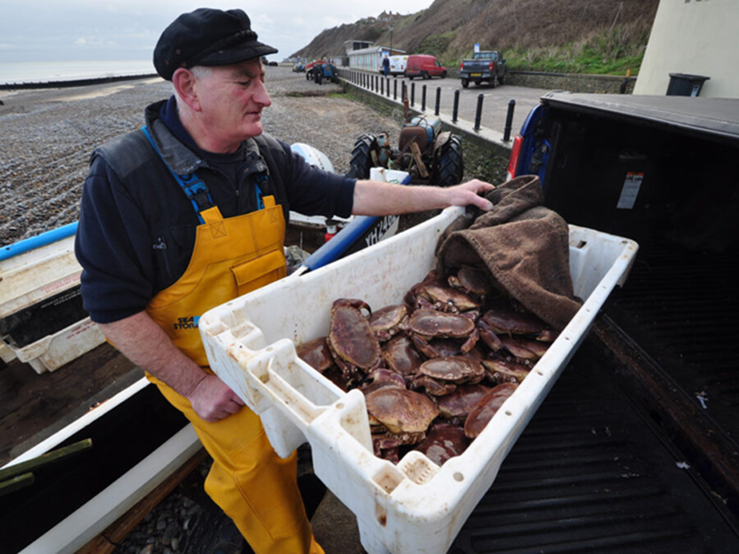 صيد السلطعون في المملكة المتحدة