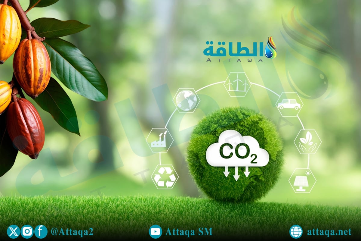 دور نبات الجوجوبا في خفض الانبعاثات الكربونية