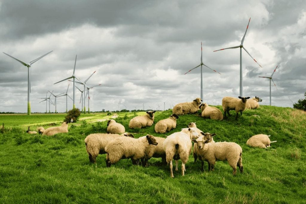 تربية أغنام بجانب مزرعة رياح في أستراليا 