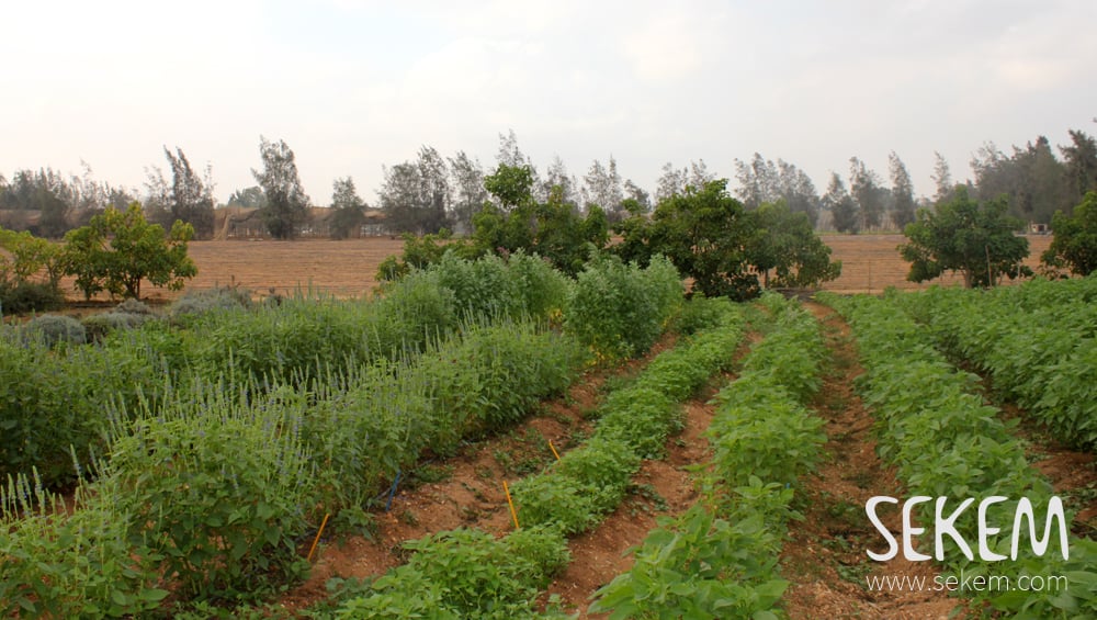 مزرعة سيكم المتخصصة في الزراعة العضوية في مصر (الصورة من موقع المزرعة)