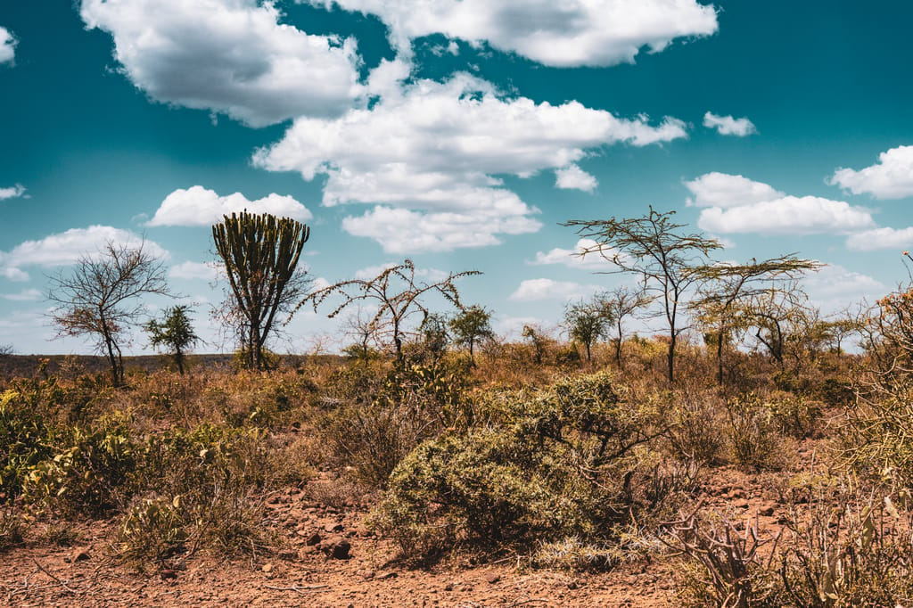 نباتات جافة في أحد حقول مقاطعة بارينغو الكينية