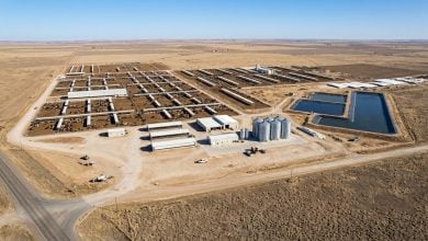Photo of إنتاج وقود الطائرات المستدام من روث الأبقار.. لأول مرة عالميًا