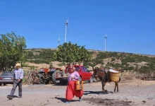Photo of محطة للطاقة الشمسية في تركيا تدمر مزرعة لأشجار الزيتون
