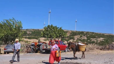 Photo of محطة للطاقة الشمسية في تركيا تدمر مزرعة لأشجار الزيتون