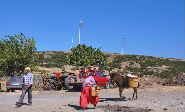 Photo of محطة للطاقة الشمسية في تركيا تدمر مزرعة لأشجار الزيتون